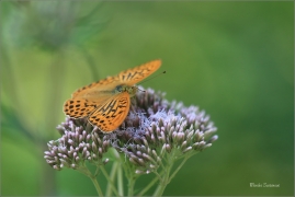 <p>PERLEŤOVEC STŘÍBROPÁSEK - sameček (Argynnis paphia) ---- /Silver-washed fritillary - Kaisermantel/</p>